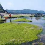 Daping Shore Ocean fun Intertidal Zone Organisms Beautiful Sea Level Keelung City feature